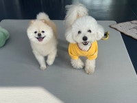 우쭈쭈플렉스 판교점