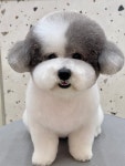 베베숑펫살롱