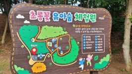초롱꽃 유아숲 체험원