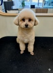 예쁘댕