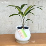 플랜트리