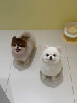 아토몽
