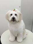 아토몽