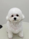 아토몽