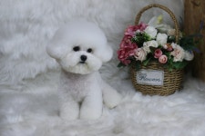 미니퍼피 가정견사 전주직영점