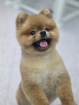 멍테일즈