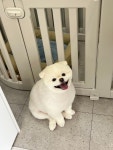 햇살그루밍 애견미용실
