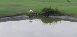 아하농원이글파3