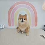 용덕이네 강아지미용실