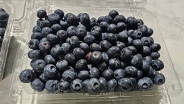 블랙커런트 블루베리 대연농장