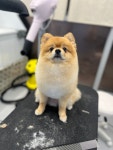 퍼쉬