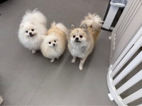 댕스미스 애견유치원