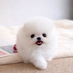 하이퍼피 강아지분양 고양이분양 군산본점