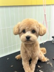 뽀송댕 애견미용