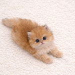 하이퍼피 강아지분양 고양이분양 군산본점