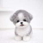 하이퍼피 강아지분양 고양이분양 군산본점