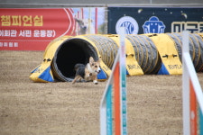 조이런독스포츠클럽