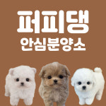 퍼피댕 강아지분양 무료분양 대전유성점