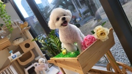 박지은펫살롱