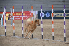 조이런독스포츠클럽