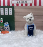 까끄숑 애견 미용실