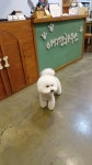 강릉애견하우스