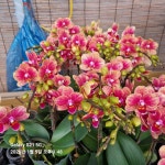 신나쏭코인노래연습장 송내점