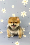 뽀프퍼피 구미 문성점