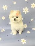 뽀프퍼피 구미 문성점