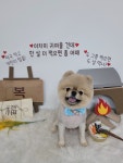 멍야옹실