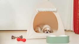 포천 럭스제이 애견펜션