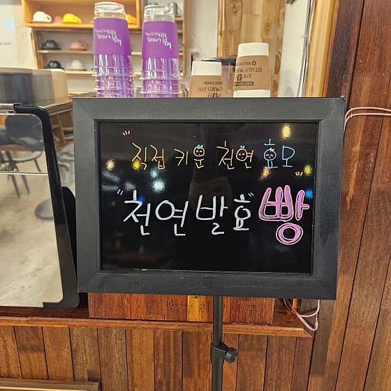 별그리는 자작나무 사진
