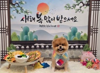 뽀도독애견미용