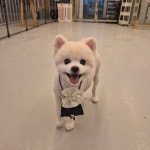 뽀도독애견미용