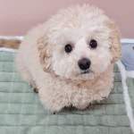 신라멍스 오산애견호텔