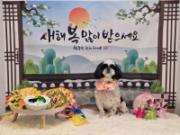 뽀도독애견미용