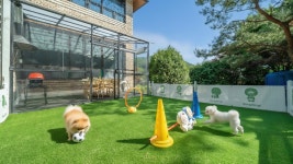 포천 럭스제이 애견펜션