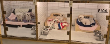 뽀도독애견호텔