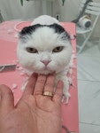 훤칠한고양이