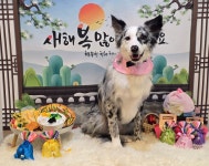 뽀도독애견미용