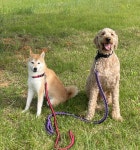 뽀송댕 애견미용