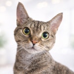 고양이무마취미용 냥지곤지