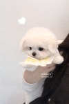 독캣 강아지분양 서울 신림점