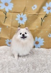 한스펫살롱