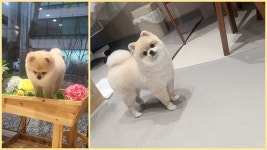 박지은펫살롱