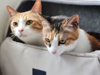 고양이미용&호텔 냥집사