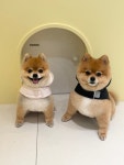 아토몽