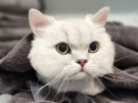 고양이미용&호텔 냥집사