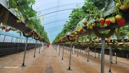 김해한림수출딸기영농조합법인