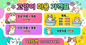 고양이 무마취미용 나의캣